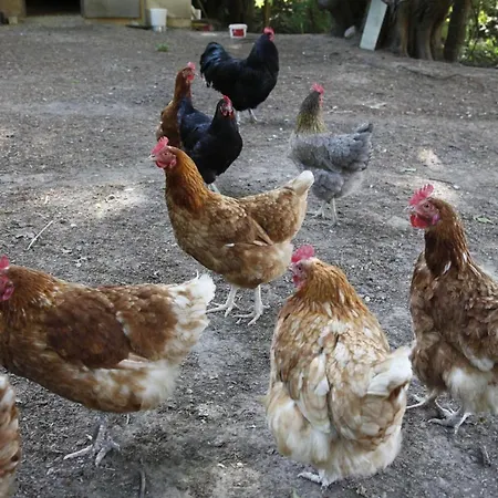 Gut Huehnerhof 3* Gründau